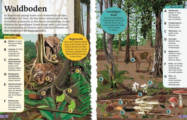 Produktbild: Superchecker! Wald