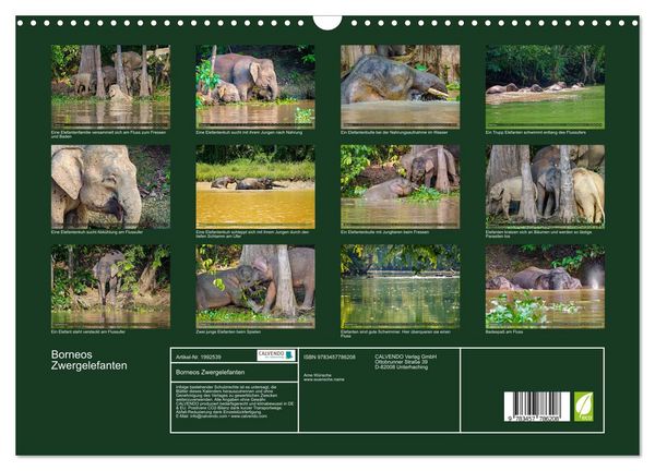 Produktbild: Borneos Zwergelefanten (Wandkalender 2026 DIN A3 quer), CALVENDO Monatskalender