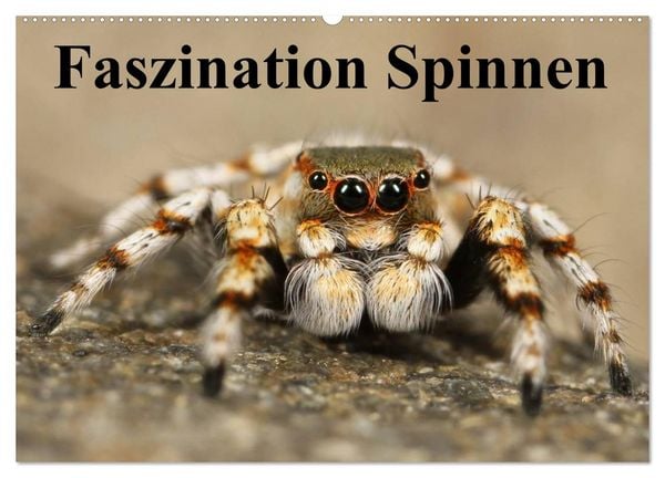 Produktbild: Faszination Spinnen (Wandkalender 2026 DIN A2 quer), CALVENDO Monatskalender