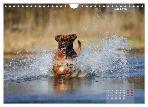 Produktbild: Typisch Boxer (Wandkalender 2026 DIN A4 quer), CALVENDO Monatskalender