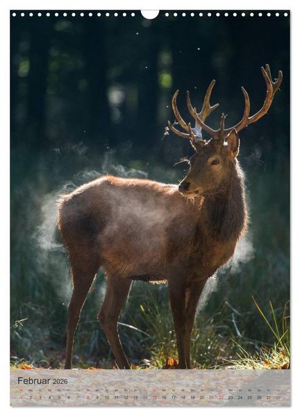 Produktbild: Emotionale Momente: Hirschbrunft (Wandkalender 2026 DIN A3 hoch), CALVENDO Monatskalender
