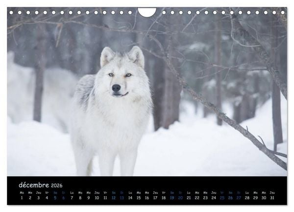 Produktbild: J'ai vu le loup (Calendrier mural 2026 DIN A4 vertical), CALVENDO calendrier mensuel