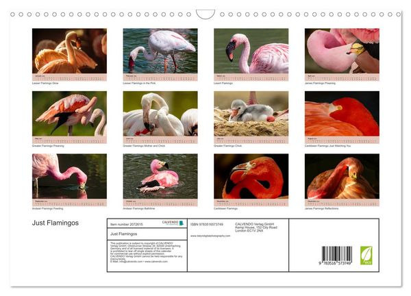 Produktbild: Just Flamingos (Wall Calendar 2026 DIN A3 landscape), CALVENDO 12 Month Wall Calendar