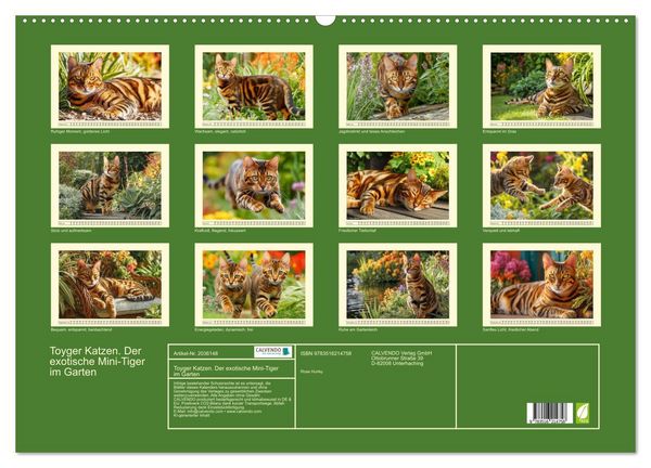 Produktbild: Toyger Katzen. Der exotische Mini-Tiger im Garten (Wandkalender 2026 DIN A2 quer), CALVENDO Monatskalender