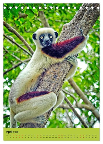 Produktbild: Adorable lemurs (Desk Calendar 2026 DIN A5 portrait), CALVENDO 12 Month DeskCalendar