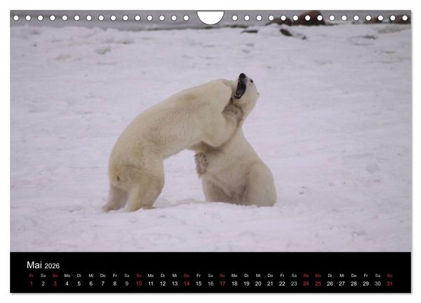 Produktbild: Arktische Tr&auml;ume - Eisb&auml;ren in Kanada (Wandkalender 2026 DIN A4 quer), CALVENDO Monatskalender
