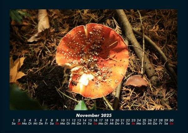 Produktbild: Pilzkalender 2025 Fotokalender DIN A4