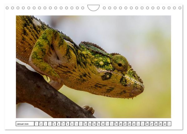 Produktbild: Tierisch tolles Madagaskar - Cham&auml;leons, Lemuren und mehr (Wandkalender 2026 DIN A4 quer), CALVENDO Monatskalender