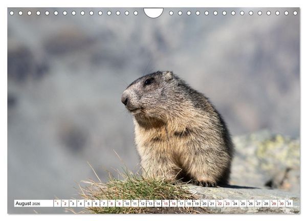 Produktbild: Unterwegs in den Hochalpen - Das Alpenmurmeltier im Herbst (Wandkalender 2026 DIN A4 quer), CALVENDO Monatskalender