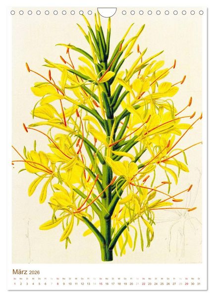 Produktbild: Bl&uuml;ten: Zeichnungen und Stiche aus dem 19. Jahrhundert (Wandkalender 2026 DIN A4 hoch), CALVENDO Monatskalender