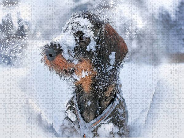 Produktbild: CALVENDO Puzzle Tiberius Brutus vom Schwindauer Land, Rauhaar, Standard, saufarben | 1000 Teile Lege-Gr&ouml;&szlig;e 64x48cm Foto-Puzzle f&uuml;r gl&uuml;ckliche Stunden
