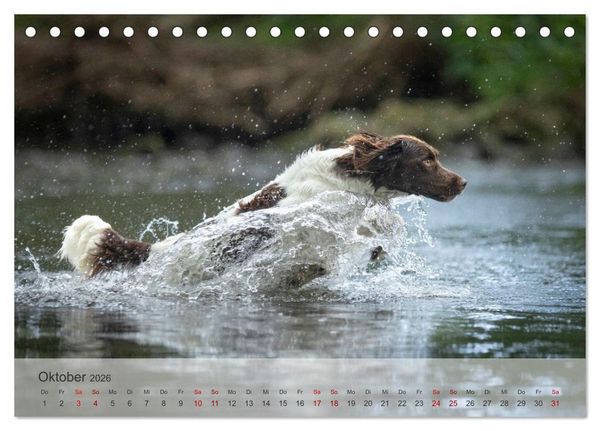 Produktbild: Treue Jagdgef&auml;hrten Der kleine M&uuml;nsterl&auml;nder (Tischkalender 2026 DIN A5 quer), CALVENDO Monatskalender