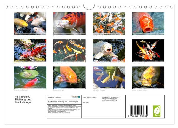 Produktbild: Koi Karpfen. Blickfang und Gl&uuml;cksbringer (Wandkalender 2026 DIN A4 quer), CALVENDO Monatskalender