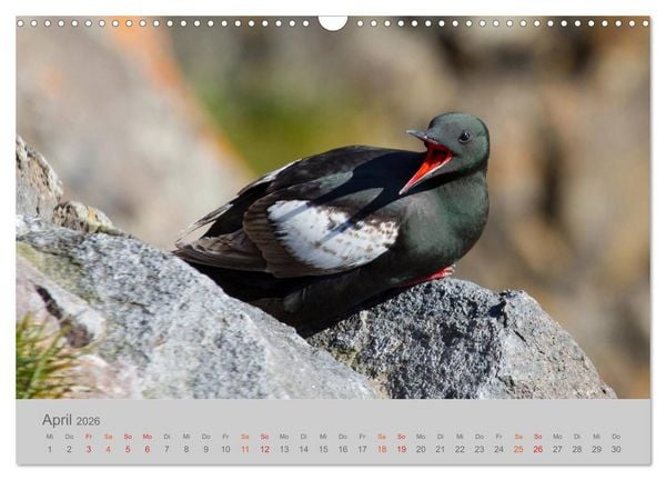 Produktbild: Spitzbergen 80&deg; Nord (Wandkalender 2026 DIN A3 quer), CALVENDO Monatskalender