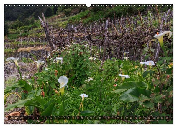 Produktbild: Madeira, Insel zwischen Himmel und Meer (hochwertiger Premium Wandkalender 2026 DIN A2 quer), Kunstdruck in Hochglanz