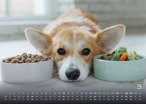 Produktbild: Wuff - Unsere Vierbeiner - Der Hundekalender - 2027 - Kalender DIN A3