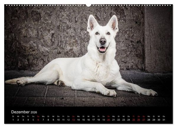 Produktbild: Urban Dogs - Hundekalender der anderen Art (Wandkalender 2026 DIN A2 quer), CALVENDO Monatskalender