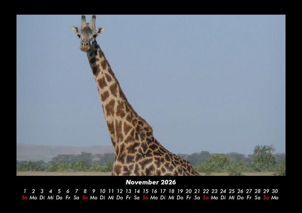 Produktbild: Giraffen 2026 Fotokalender DIN A3