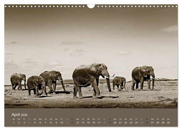 Produktbild: Wildes Afrika (Wandkalender 2026 DIN A3 quer), CALVENDO Monatskalender