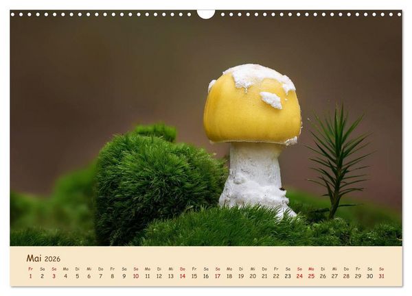 Produktbild: Pilzgalerie - Eindrucksvolle Aufnahmen von unseren heimischen Pilzen (Wandkalender 2026 DIN A3 quer), CALVENDO Monatskalender