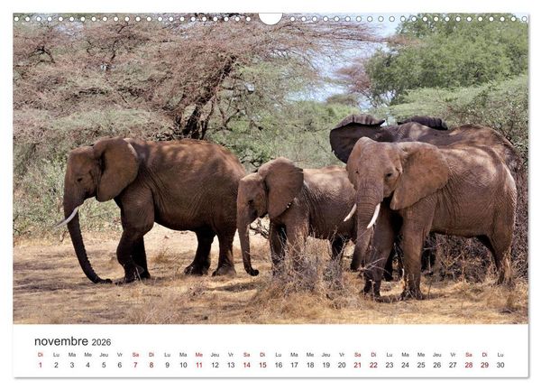Produktbild: &Eacute;l&eacute;phants en Afrique (Calendrier mural 2026 DIN A3 vertical), CALVENDO calendrier mensuel