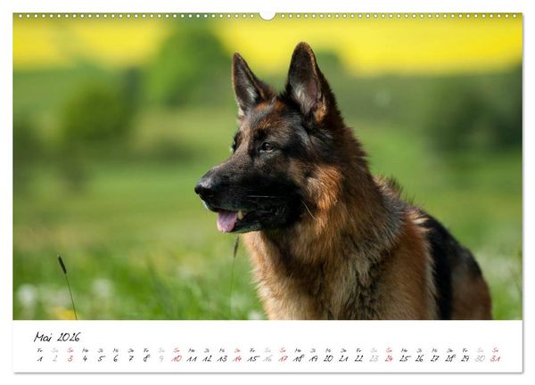 Produktbild: Sch&auml;ferhunde Seelenhunde (Wandkalender 2026 DIN A2 quer), CALVENDO Monatskalender