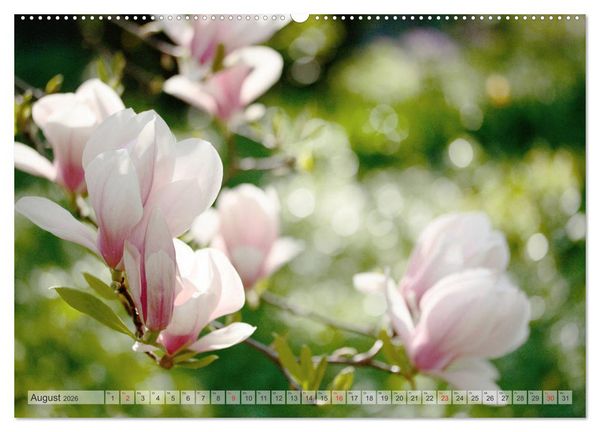 Produktbild: Magnolien Ein Bl&uuml;tenrausch (Wandkalender 2026 DIN A2 quer), CALVENDO Monatskalender