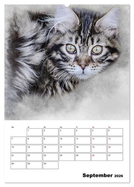 Produktbild: Maine Coon Katzen (Wandkalender 2026 DIN A2 hoch), CALVENDO Monatskalender