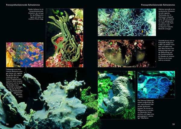 Produktbild: Schw&auml;mme im Meerwasseraquarium