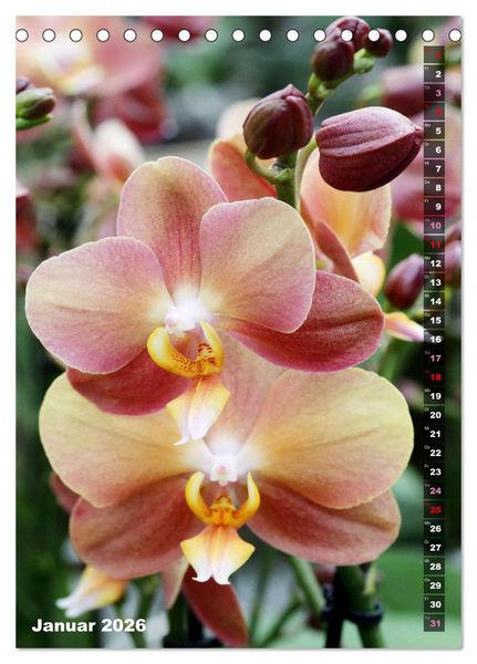 Produktbild: Phalaenopsis - Sch&ouml;ne Schmetterlingsorchideen (Tischkalender 2026 DIN A5 hoch), CALVENDO Monatskalender