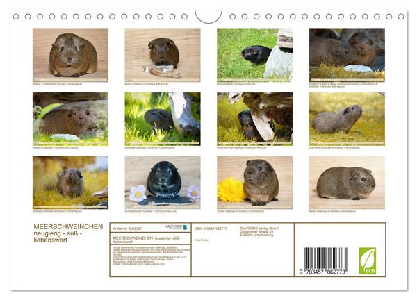 Produktbild: MEERSCHWEINCHEN neugierig - s&uuml;&szlig; - liebenswert (Wandkalender 2026 DIN A4 quer), CALVENDO Monatskalender