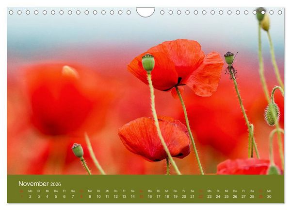 Produktbild: Mohnblumen Romantik (Wandkalender 2026 DIN A4 quer), CALVENDO Monatskalender