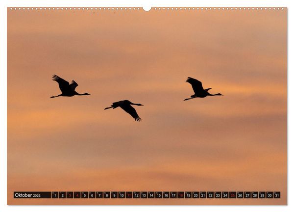 Produktbild: Dar&szlig;-Zingst Naturimpressionen (Wandkalender 2026 DIN A2 quer), CALVENDO Monatskalender