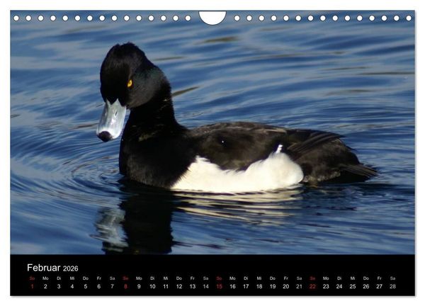Produktbild: Das Leben der Enten (Wandkalender 2026 DIN A4 quer), CALVENDO Monatskalender
