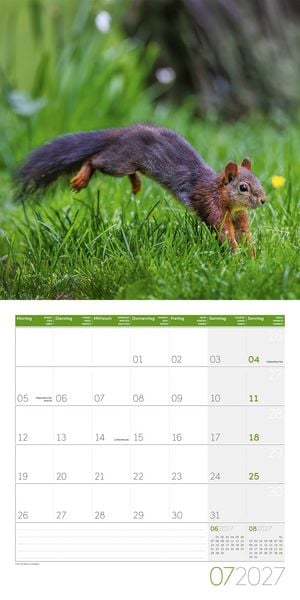 Produktbild: Eichh&ouml;rnchen Kalender 2027 - 30x30 - Art12