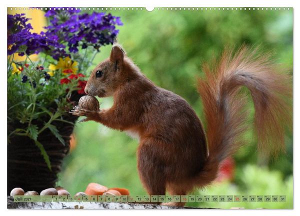Produktbild: Eichh&ouml;rnchen-Spa&szlig; (hochwertiger Premium Wandkalender 2027 DIN A2 quer), Kunstdruck in Hochglanz