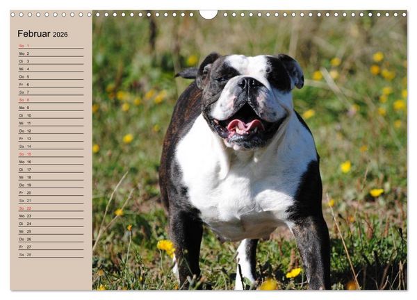 Produktbild: Faszination Bulldogge (Wandkalender 2026 DIN A3 quer), CALVENDO Monatskalender