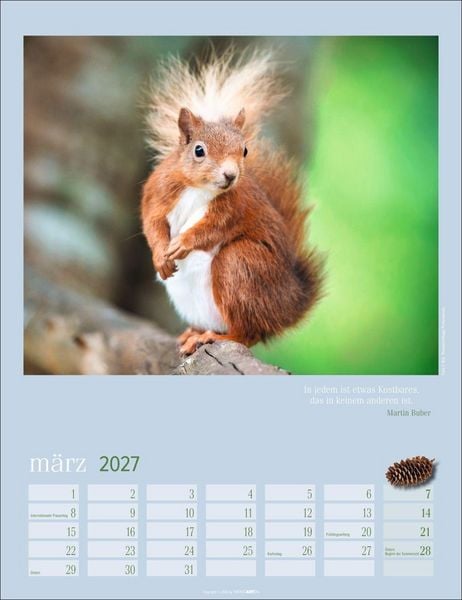 Produktbild: Eichh&ouml;rnchen Kalender 2027