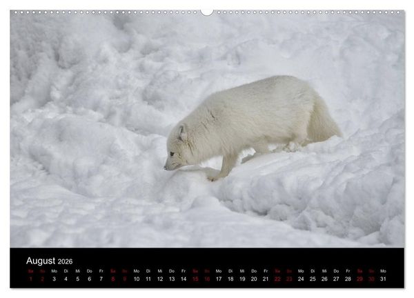 Produktbild: Polarfuchsstudien Wildlife (hochwertiger Premium Wandkalender 2026 DIN A2 quer), Kunstdruck in Hochglanz