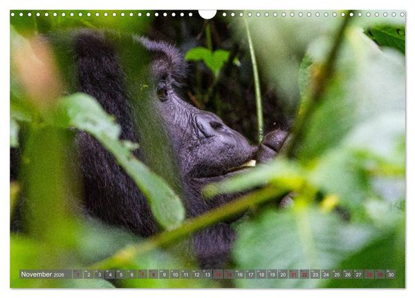 Produktbild: Gorillas ohne Nebel (Wandkalender 2026 DIN A3 quer), CALVENDO Monatskalender
