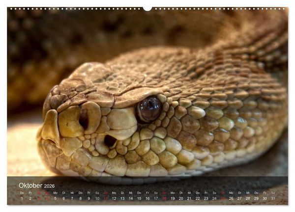 Produktbild: Giftschlangen (hochwertiger Premium Wandkalender 2026 DIN A2 quer), Kunstdruck in Hochglanz