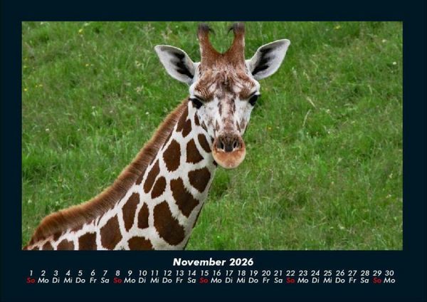 Produktbild: Giraffen 2026 Fotokalender DIN A4
