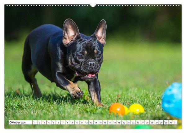Produktbild: Kleiner Kobold Franz&ouml;sische Bulldogge (hochwertiger Premium Wandkalender 2026 DIN A2 quer), Kunstdruck in Hochglanz
