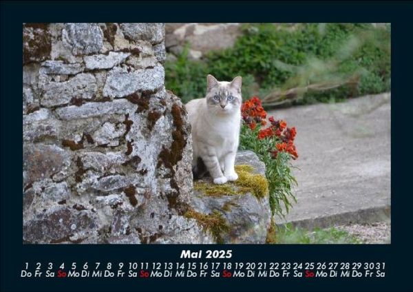 Produktbild: Haustierkalender 2025 Fotokalender DIN A5