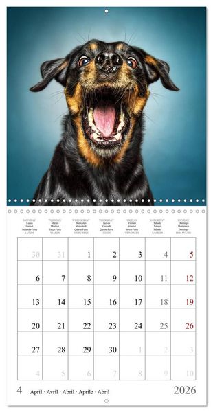 Produktbild: Funny Dog Faces (Wall Calendar 2026 12 &times; 12 Inch) CALVENDO 12 Month Wall Calendar