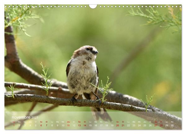 Produktbild: Oiseaux, Papillons et Libellules (Calendrier mural 2027 DIN A3 vertical), CALVENDO calendrier mensuel