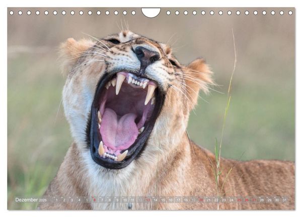 Produktbild: L&ouml;wen - Raubkatzen Afrikas (Wandkalender 2026 DIN A4 quer), CALVENDO Monatskalender