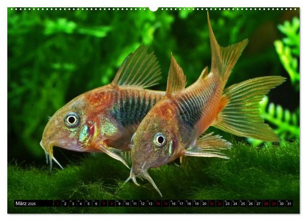 Produktbild: Beliebte Fische der Welt (Wandkalender 2026 DIN A2 quer), CALVENDO Monatskalender