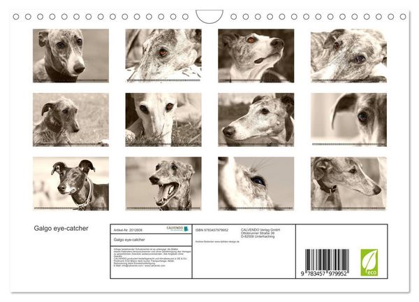 Produktbild: Galgo eye-catcher (Wandkalender 2026 DIN A4 quer), CALVENDO Monatskalender