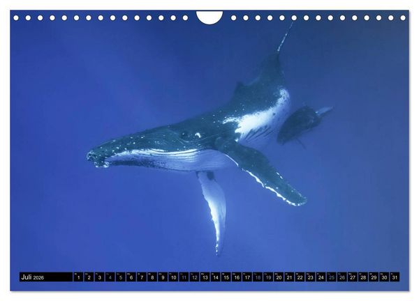 Produktbild: Die blaue Welt der Wale (Wandkalender 2026 DIN A4 quer), CALVENDO Monatskalender